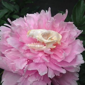 Real Hedgehog Skull Taxidermy Art